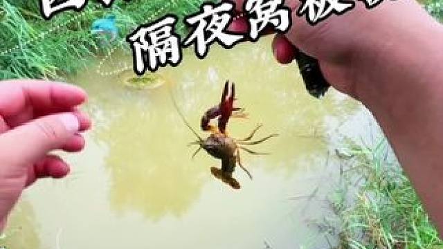 大清早 隔夜窝被嚯嚯 #钓鱼#钓鱼日记#户外钓鱼#野钓#老坛甜薯