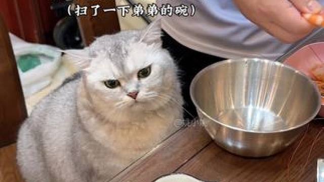 阿b吃个虾满眼都是戏哈哈哈哈哈哈哈 #小馋猫#记录猫咪日常