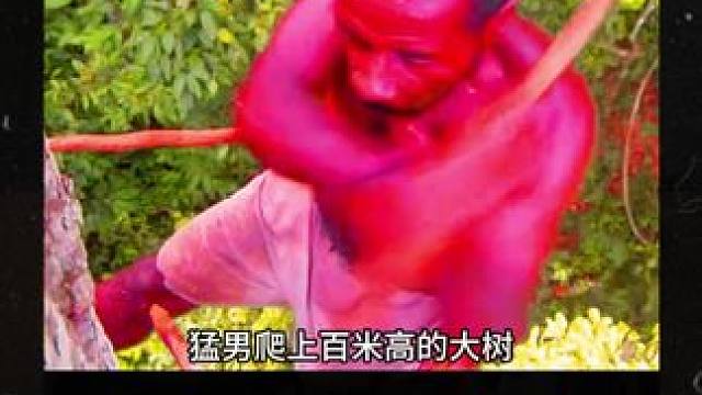 原始森林的巴卡人，为了一家三口能活着，爬上万米巨树上采蜂蜜！ #陌陌 #纪录片 #原始部落
