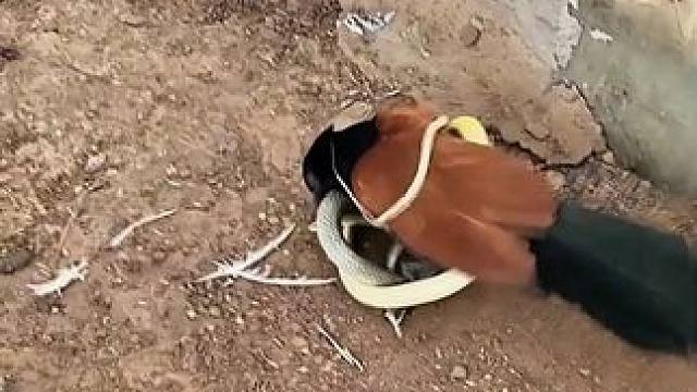 科普红毛鸡与眼哥 #野生动物零距离 #爱护大自然保护野生动物