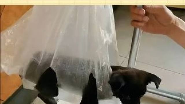 这真的是养宠救星啊！！ #宠物  #兽医  #猫咪  #狗