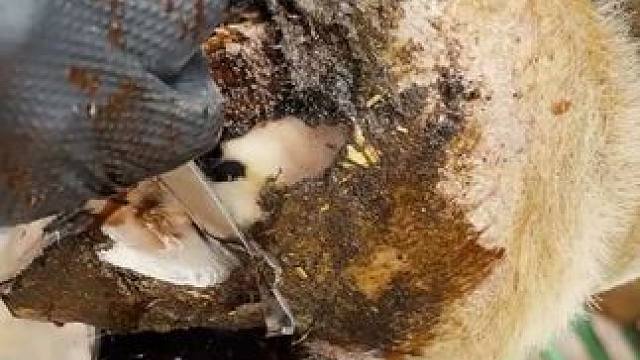 这是一只非常非常非常严重的牛蹄#解压#修牛蹄