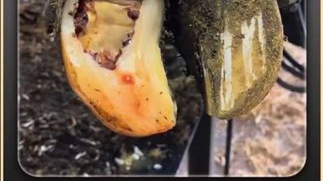 旋刀大法一出，牛牛的脚底板就保不住 #瓜子二手车 #解压 #助眠 #修牛蹄