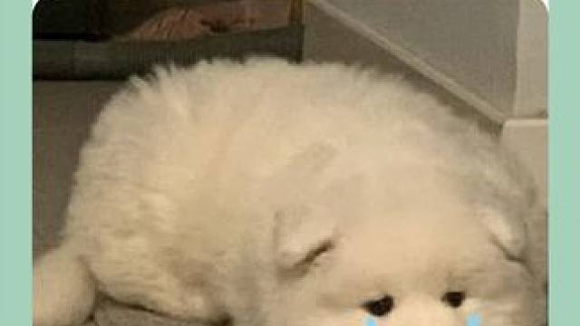 下班后多陪陪小狗吧，因为它的一生几乎都在等待 #狗狗 #感人 #狗狗的日常 #小狗日记