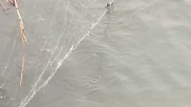 #户外捕鱼大队 #捕鱼河边随拍 #捕捞现场  #丝网捕鱼