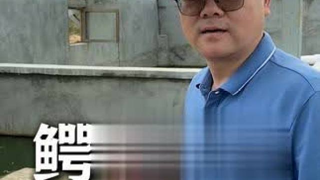 鳄鱼哥下播后的日常休闲生活原来是这样子的 #鳄珍 #鳄鱼皮具 #鳄鱼养殖场