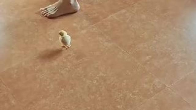 小鸡：优雅，是我一生的功课