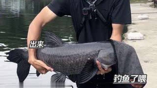 合集混剪，分析看是哪里的问题#钓鱼佬崩溃瞬间 #户外钓鱼 #钓鱼人的日常