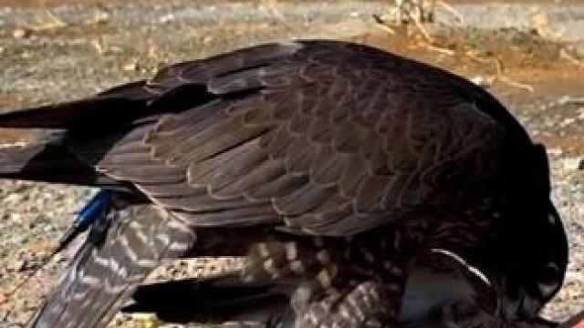 阿拉伯土豪训练黑色海东青捕猎 #国外视频分享 #奇妙的动物 #宠物