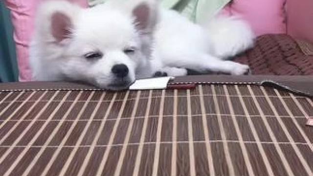 #萌宠 #铲屎官的乐趣 #狗子又能有什么坏心思呢 我的电竞椅成了它的床.