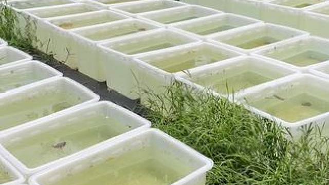 夏天太热，观背青鳉不产卵怎么办？怎么样才能让它产卵##观背青鳉 #水产养殖 #养鱼日记 #养鱼人 #