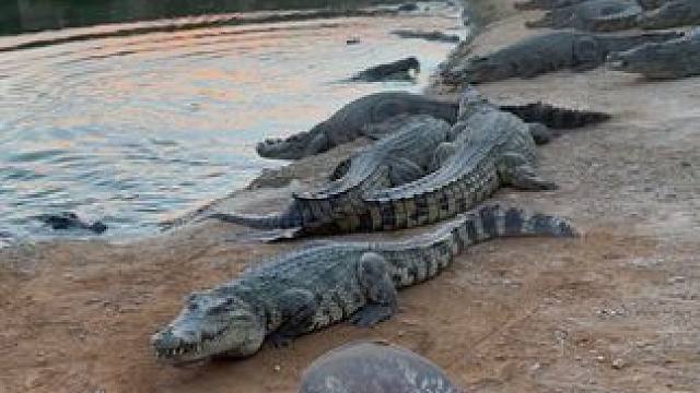 别跟我犟，你要明白一顿饱和顿顿饱 #非专业人士请勿模仿