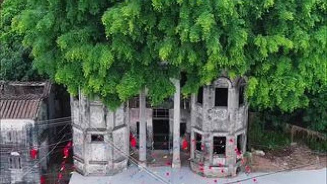 百年老宅屋顶长了大树，枝繁叶茂，如同遮阳伞，太壮观了！#旅行推荐官 #老房子的回忆 #农村自建房 #