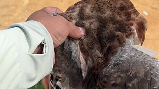 鲁鲁 喂鳄鱼……