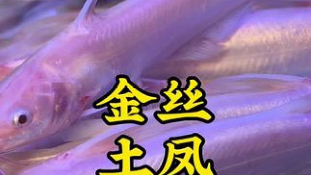 金丝，土凤，松花，柳根，牛尾巴 #冷水鱼