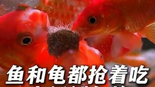 这个水蚯蚓鱼粮我愿称其为我用过的鱼粮前三，原因有三！ #喂鱼 #鱼粮 #水蚯蚓 #水蚯蚓红线虫 #养