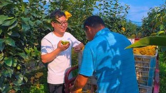 岛上的生活真是自由自在！ #我的乡村生活 #新农人计划2025 #新鲜采摘 #翠冠梨