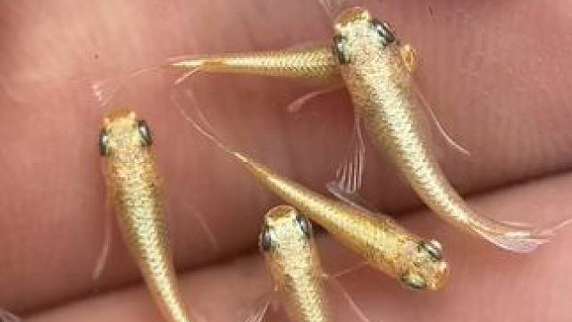 金天使，能不能好好繁殖，好好遗传？#观背青鳉 #观背青鳉繁殖