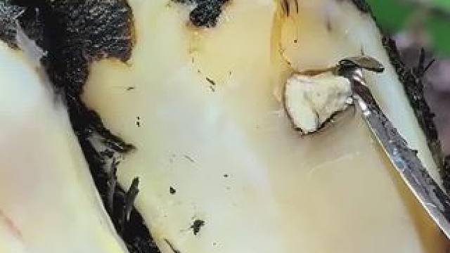 居然有一块牙齿深深的卡在牛蹄里，而另一边的溃疡才修理不久#解压#修牛蹄#瓜子二手车