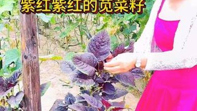 这个菜你肯定没见过 