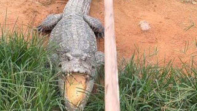 怎么老喜欢躲草丛呢#非专业人士请勿模仿