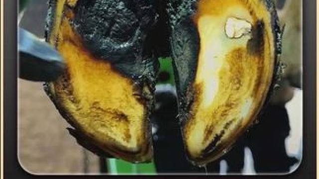 牛蹄卡进牙齿里是怎么样的一种体验？ #解压 #助眠 #修牛蹄