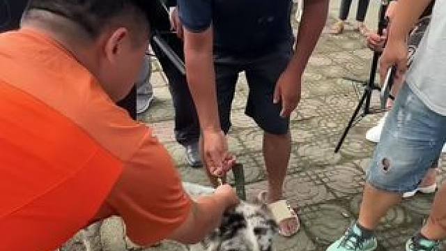 大师太善良了，救了一条流浪狗 #沈巍 #救助流浪狗 #动物的迷惑行为 #我要上热门