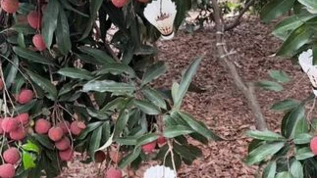 城里的羽毛球天天涨价 我只能去村里摘了#羽毛球#薰风k520pro➕银刃 #薰风银刃