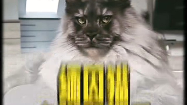 缅因猫多钱？缅因猫的优缺点