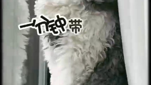 一分钟带你了解赛尔凯克卷毛猫