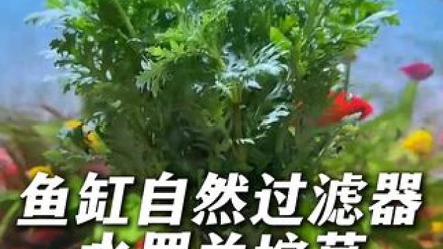 水罗兰坨草，不仅造景好看，还能增氧净水，特别适合新手。 #水草 #水草造景 #鱼缸里的大自然 #鱼缸