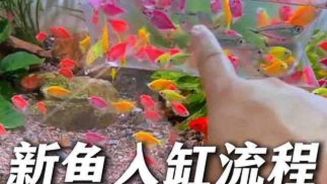 新手注意！过温过水消毒是新鱼入缸前的标准流程，一定不能忽略！ #新鱼入缸 #入缸检疫 #亚甲基蓝 #
