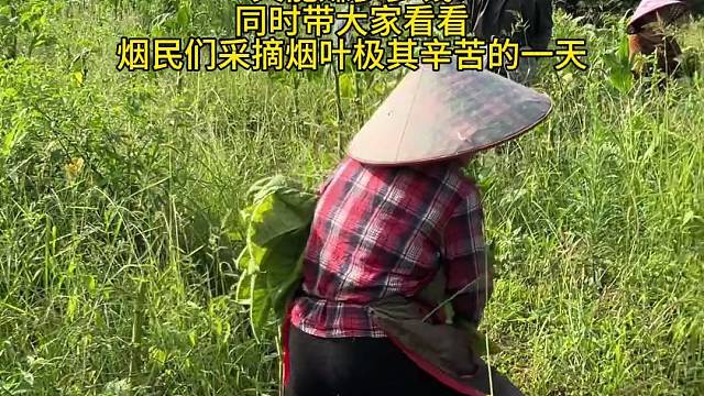 带大家看看烟民们采收烟叶极其辛苦的一天