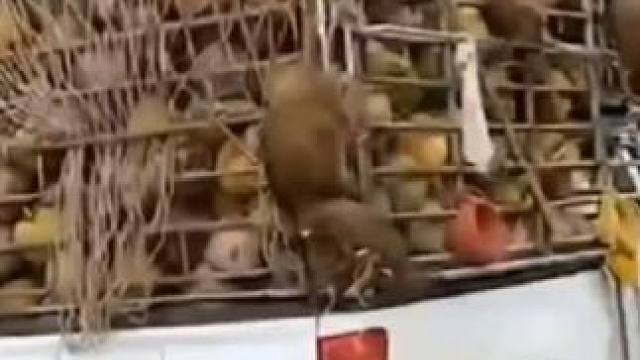 椰子水制作过程