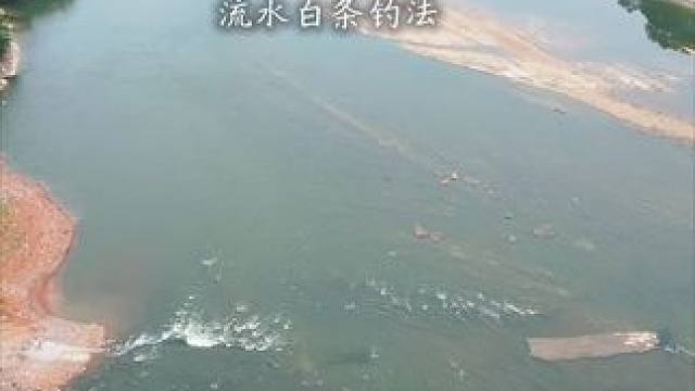 流水白条的钓法，也适用大眼鳊！混着来的， 大白条一般都在大水面，一米以上的水，大眼鳊浅水也会有，涨水