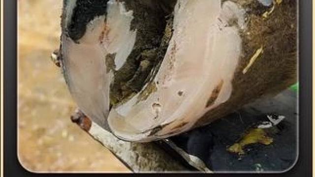 病灶被打开的一瞬间，我就知道今天你又走不掉。 #解压 #修牛蹄 #助眠