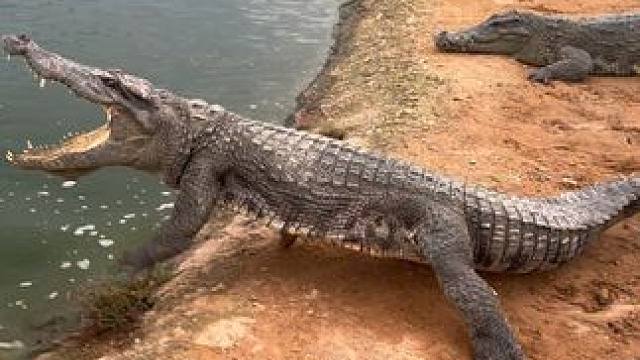 谁在这还没个地位#非专业人士请勿模仿