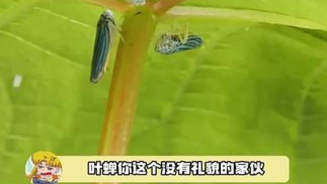 叶蝉你这个没有礼貌的家伙！！！！！#叶蝉 #夏天