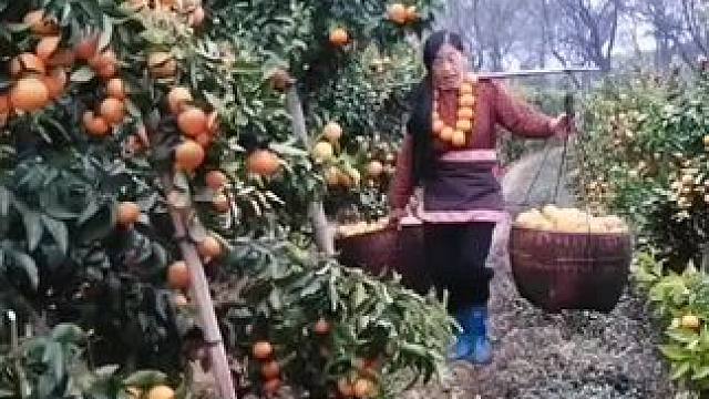 山卡卡里的农村大姐学费开直播每天收获满满您还在恐播怕播不敢开播开播了不知说什么吗#记录真实生活 #农