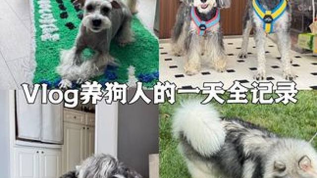 Vlog.256｜养狗人的一天全记录 一点都没水 一天两更 吓你们一跳
干活+会亲家
#vlog日常