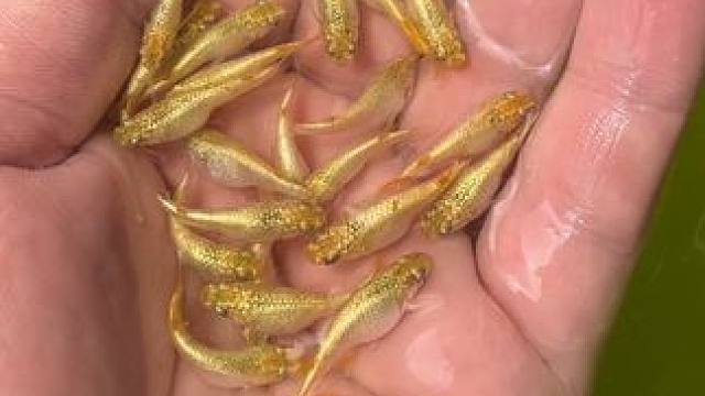 你都舍不得去作者手里买鱼，还抱怨到的鱼不好#观背青鳉 #水产养殖 #养鱼日记 #养鱼人