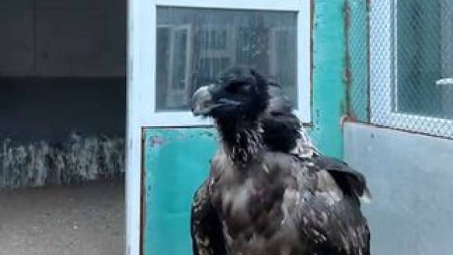 宠物胡兀鹫生吞一根羊蹄 #国外视频分享 #奇妙的动物 #宠物