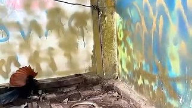 科普红毛鸡如何应对辣条 #野生动物零距离 #自然万物都是宝