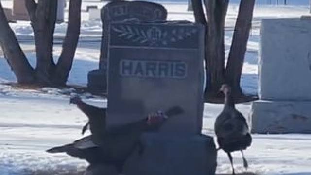 动物怪异行为鉴赏三十三 #动物科普 #动物的迷惑行为 #动物世界 #科普