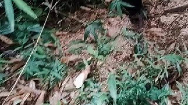 #野生竹笋 出门不能放空