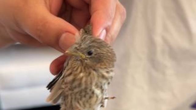 怎么办怎么办 求支招