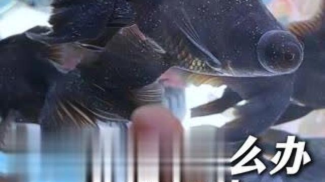 我家金鱼长白点了，现在需要及时治疗，方法就是升温加盐。 #养鱼日记  #新手养鱼  #鱼缸加盐 #矿