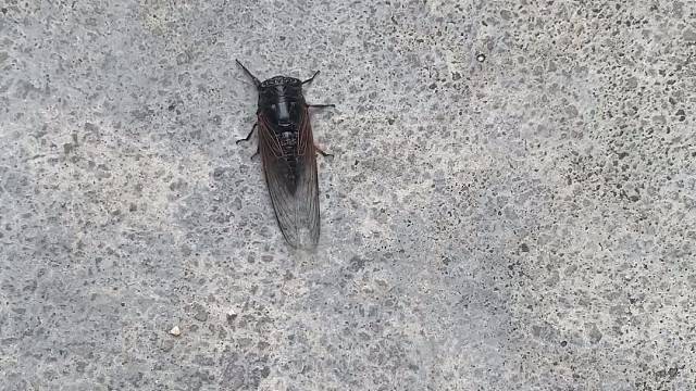 #请广大网友这叫什么名字