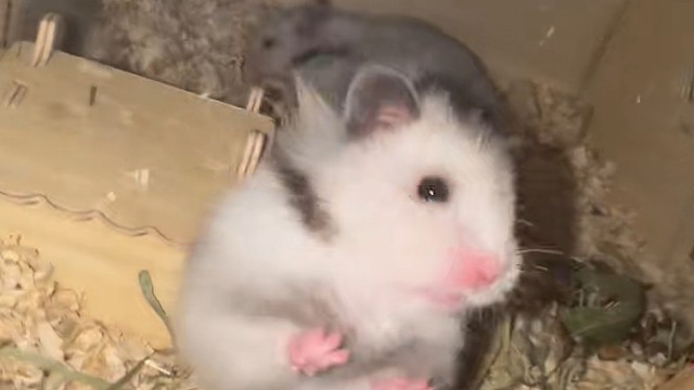 看看我的小老鼠