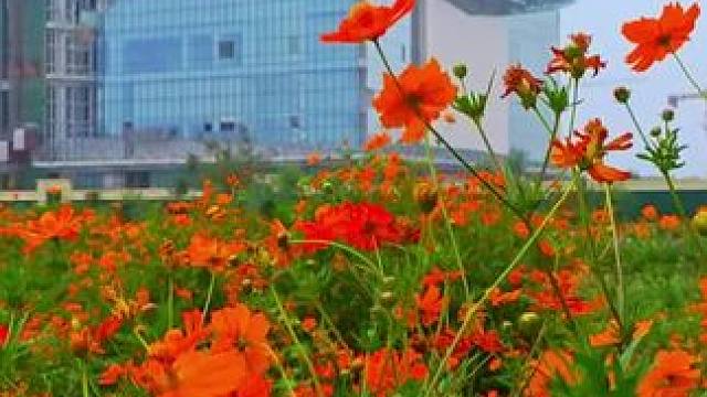 #花开半夏如诗如画